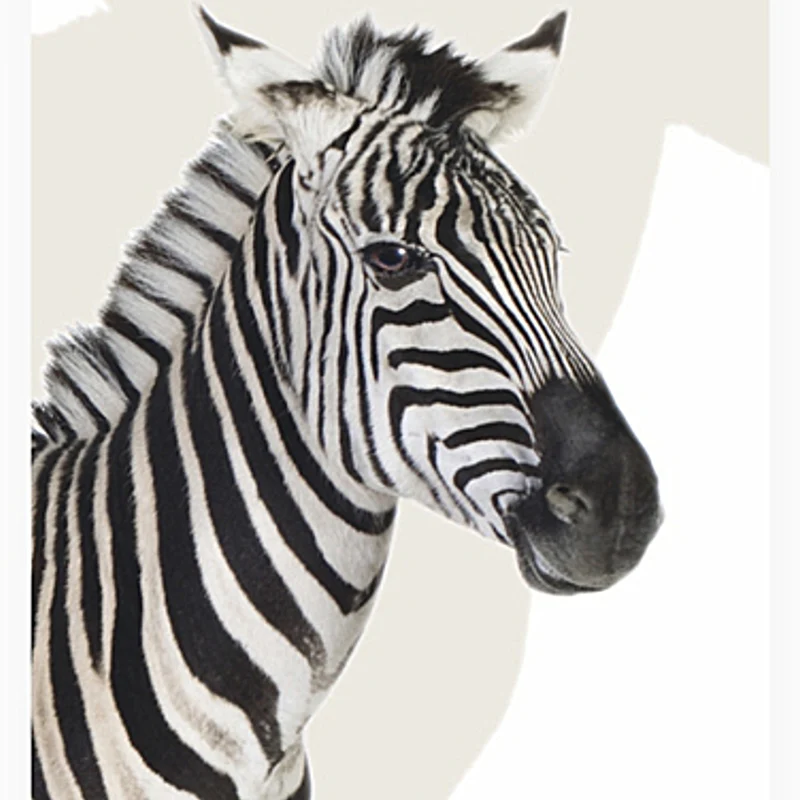 Flächenvorhang „Zebra“