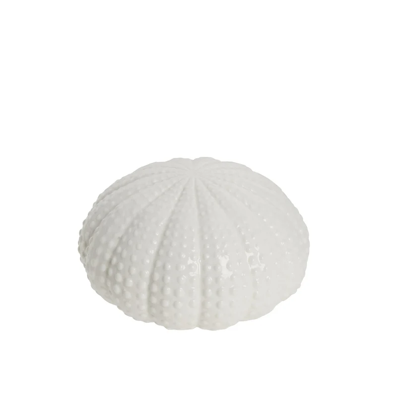 Shellille-Dekoration Seeigel D15,5 H8 Weiß