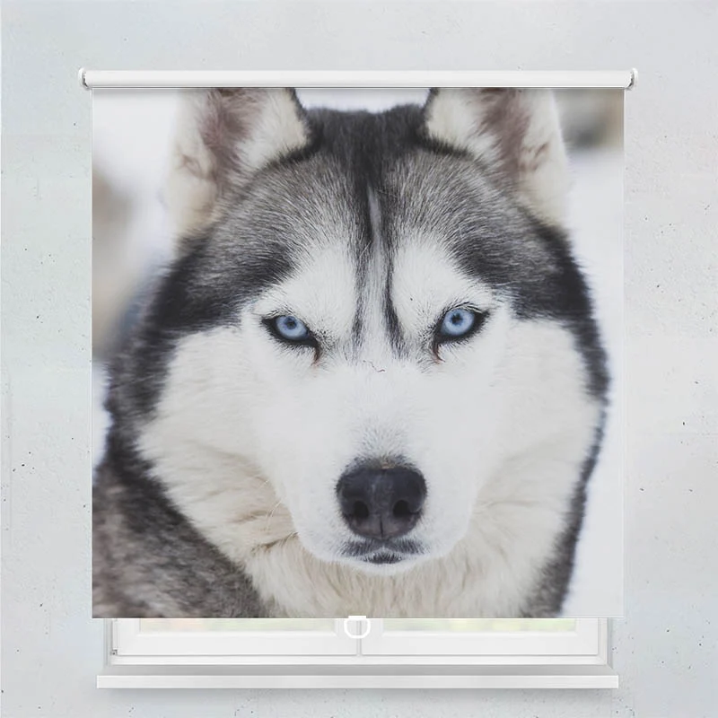 Springrollo Motiv "Husky"