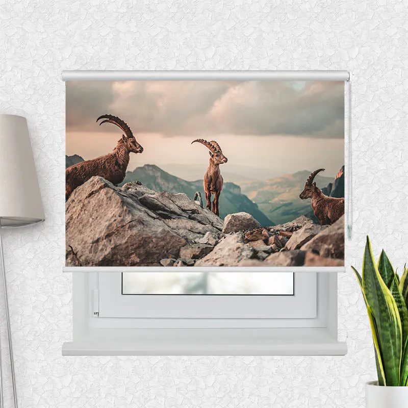 Motivrollo 'Steinboecke in den Schweizer Alpen' | Bis B 430 x H 440 cm