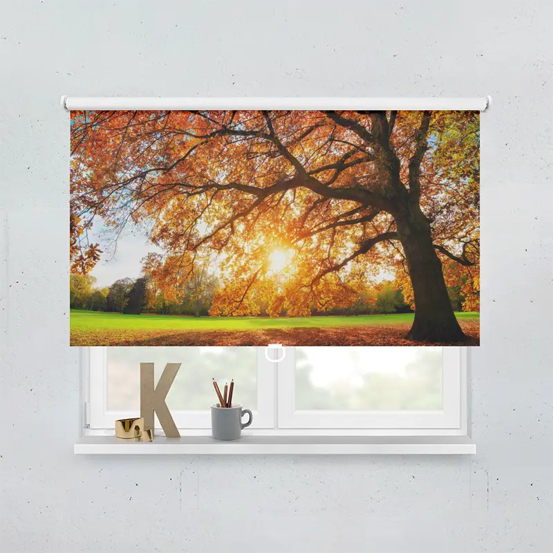 Springrollo Motiv "Baum Herbst Sonnenstrahlen"