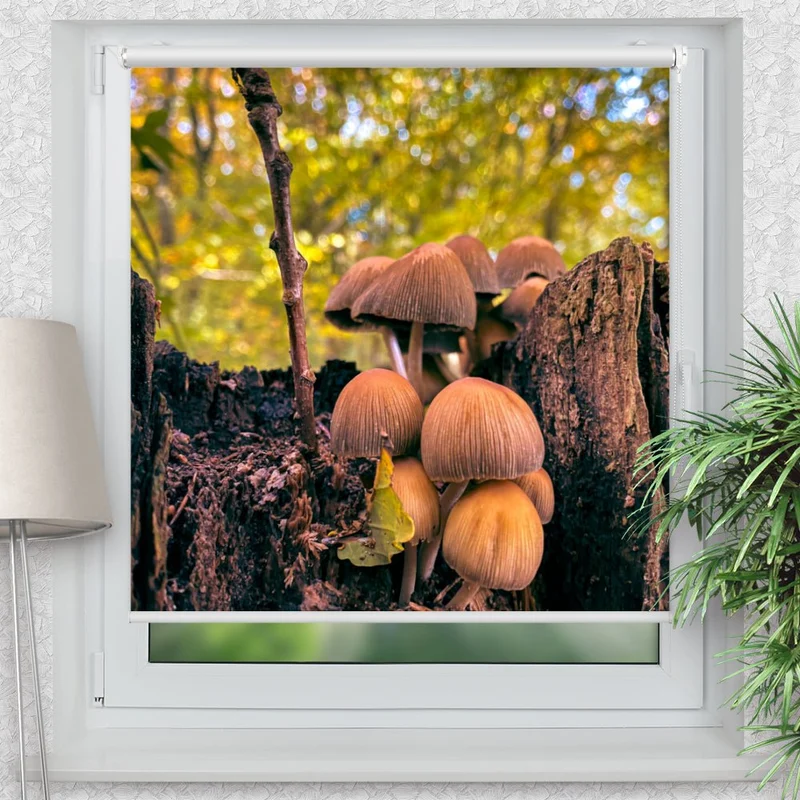 Klemmfix Rollo "Pilze Wald Baumstumpf" | Motiv-Klemmrollo