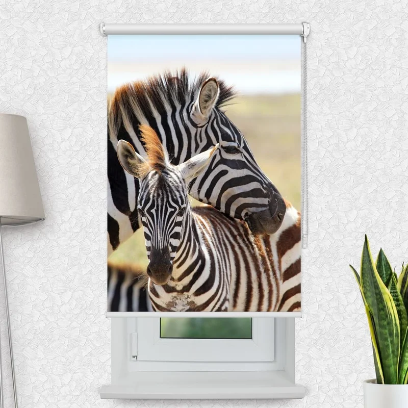 Motivrollo 'Zebras Zebras' | Bis B 430 x H 440 cm