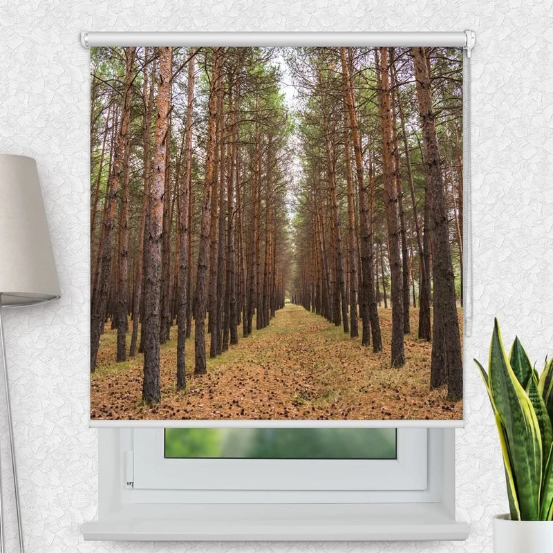 Motivrollo 'Kiefernwald Kiefernwald' | Bis B 430 x H 440 cm