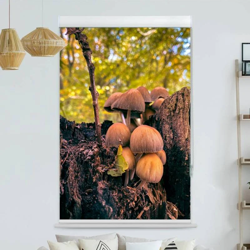 Kassettenrollo Motiv "Wald Pilze" | bis B 420 x H 420 cm