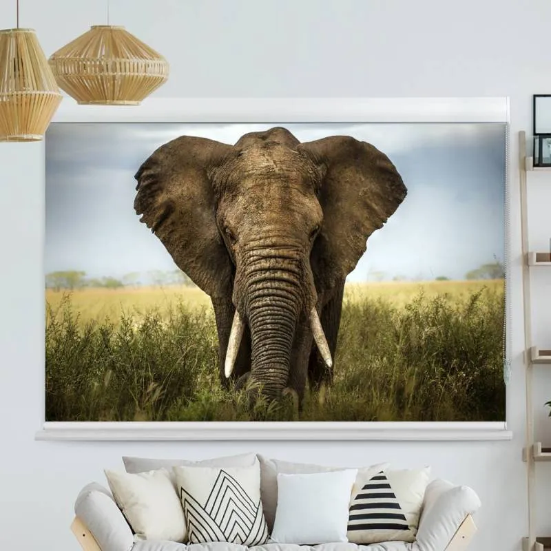 Kassettenrollo Motiv "Elefant" | bis B 420 x H 420 cm