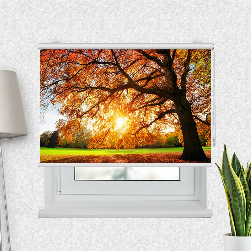 Motivrollo "Baum Herbst Sonnenstrahlen" | Bis B 430 x H 440 cm